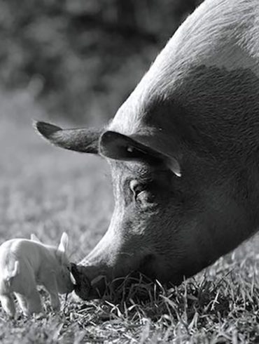 Joaquin Phoenix is executive producing 'Gunda', a farm animal documentary | News | LIVING LIFE FEARLESS