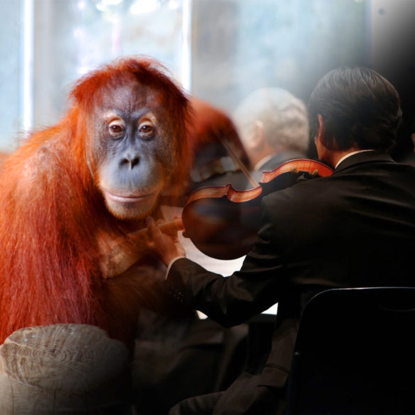 Toronto Symphony Orchestra And Toronto Zoo Team Up To Deliver A Digital Concert | News | LIVING LIFE FEARLESS